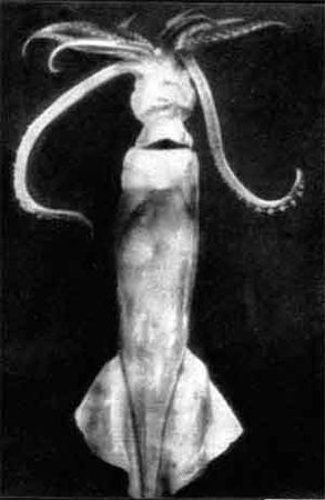 Игорь Акимушкин - Приматы моря