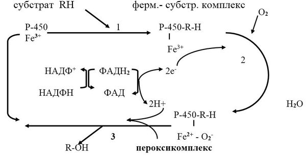 Владимир Лелевич - Биологическая химия