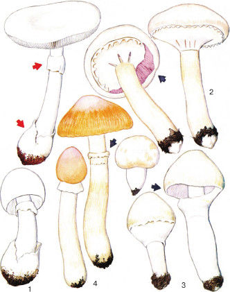 Дмитрий Соколов - Необычные изобретения. От Вселенной до атома