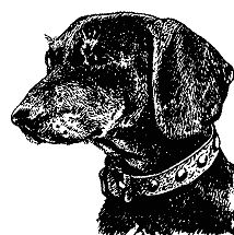 Бернгард Гржимек - Наши братья меньшие