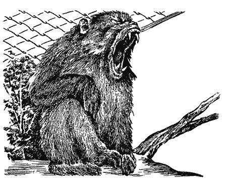 Бернгард Гржимек - Наши братья меньшие