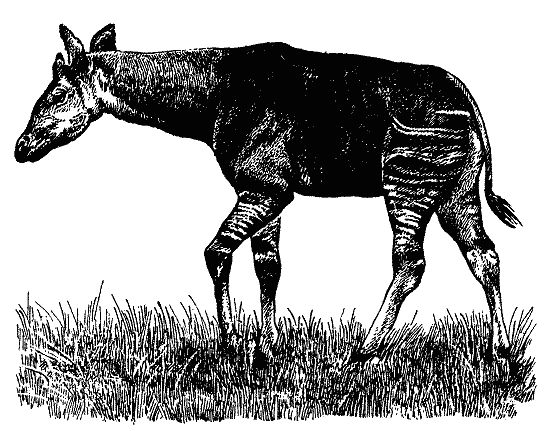 Бернгард Гржимек - Наши братья меньшие