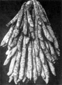 Игорь Акимушкин - Приматы моря