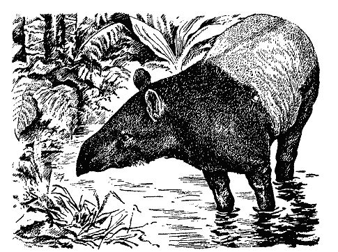 Бернгард Гржимек - Наши братья меньшие