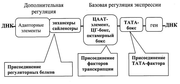 Владимир Лелевич - Биологическая химия