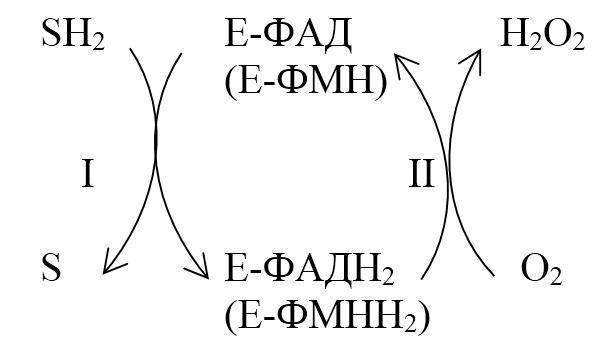 Владимир Лелевич - Биологическая химия