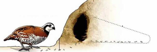 Андрей Кашкаров - Справочник настоящего мужчины