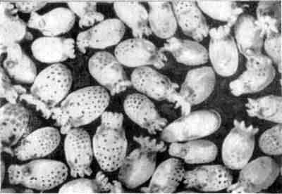 Игорь Акимушкин - Приматы моря