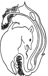 Игорь Акимушкин - И у крокодила есть друзья