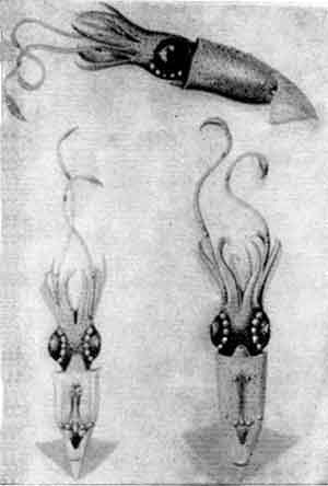 Игорь Акимушкин - Приматы моря