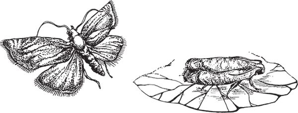 Сергей Кашин - Выращиваем плодородный сад. Любая почва, все регионы