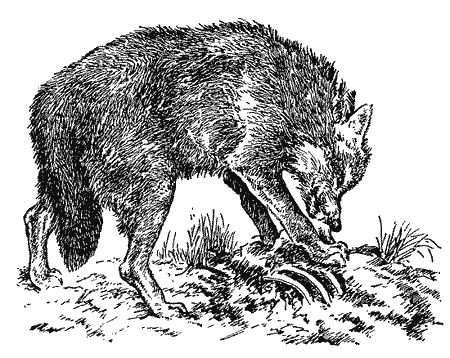 Бернгард Гржимек - Наши братья меньшие