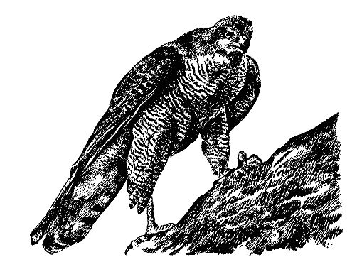 Бернгард Гржимек - Наши братья меньшие