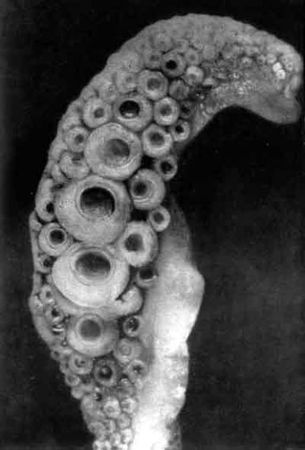 Игорь Акимушкин - Приматы моря