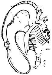 Игорь Акимушкин - И у крокодила есть друзья