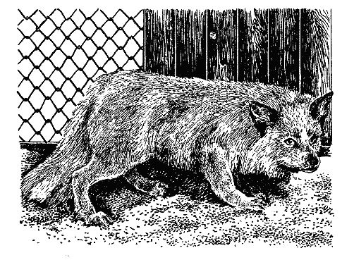 Бернгард Гржимек - Наши братья меньшие