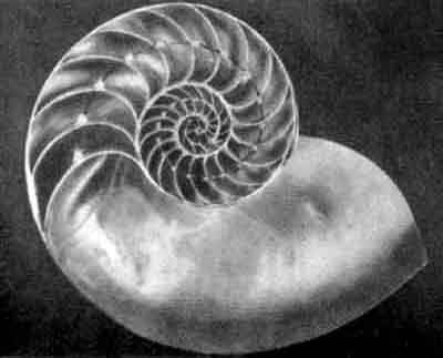 Игорь Акимушкин - Приматы моря