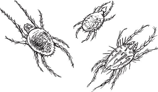 Сергей Кашин - Выращиваем плодородный сад. Любая почва, все регионы