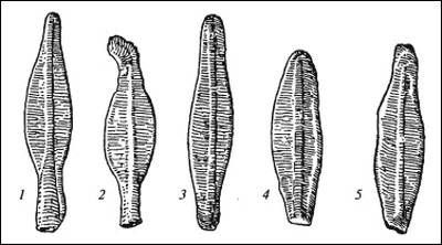 Думитру Берчу - Даки. Древний народ Карпат и Дуная