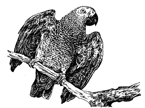 Бернгард Гржимек - Наши братья меньшие