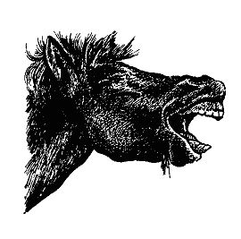 Бернгард Гржимек - Наши братья меньшие