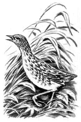 Георгий Скребицкий - Длиннохвостые разбойники (сборник)