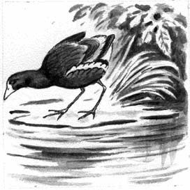 Георгий Скребицкий - Длиннохвостые разбойники (сборник)