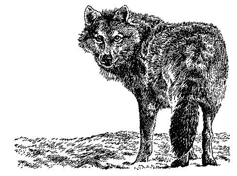 Бернгард Гржимек - Наши братья меньшие