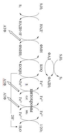 Владимир Лелевич - Биологическая химия
