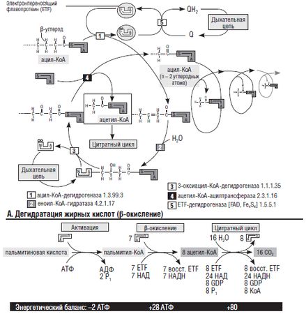 Дмитрий Иванов - Нарушения обмена глюкозы у новорожденных детей