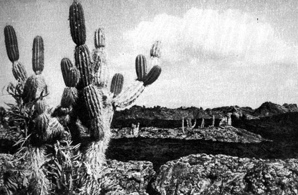 Хайнц Зильман - В стране драконов и сказочных птиц