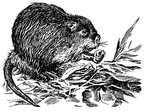 Бернгард Гржимек - Наши братья меньшие