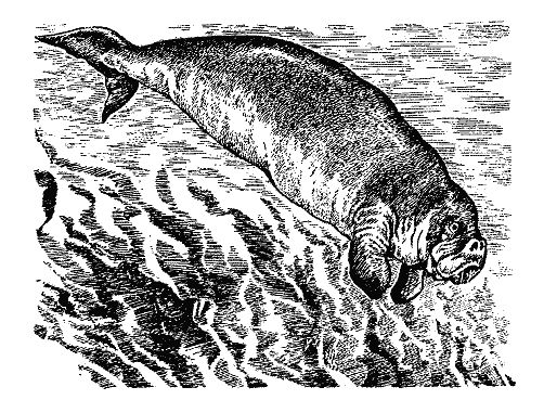 Бернгард Гржимек - Наши братья меньшие