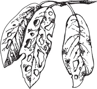 Сергей Кашин - Выращиваем плодородный сад. Любая почва, все регионы