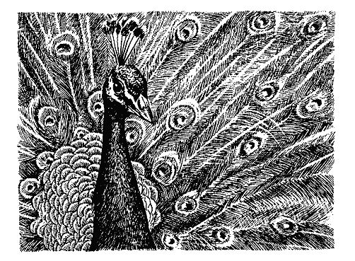 Бернгард Гржимек - Наши братья меньшие