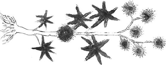 Юрий Винничук - Танго смерти