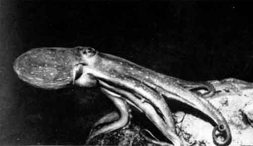 Игорь Акимушкин - Приматы моря