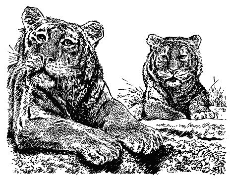 Бернгард Гржимек - Наши братья меньшие