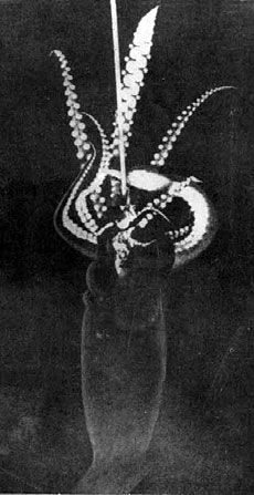 Игорь Акимушкин - Приматы моря