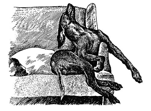 Бернгард Гржимек - Наши братья меньшие