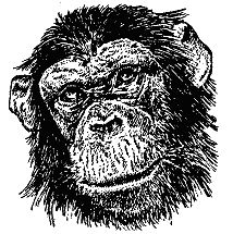 Бернгард Гржимек - Наши братья меньшие