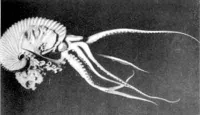 Игорь Акимушкин - Приматы моря