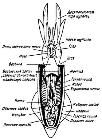 Игорь Акимушкин - Приматы моря