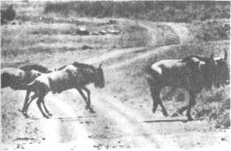 Бернгард Гржимек - Животные рядом с нами
