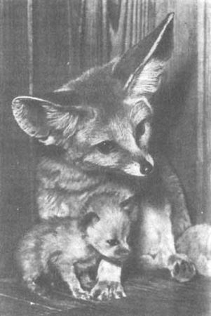 Бернгард Гржимек - Животные рядом с нами