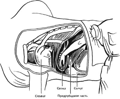 Бернгард Гржимек - Животные рядом с нами