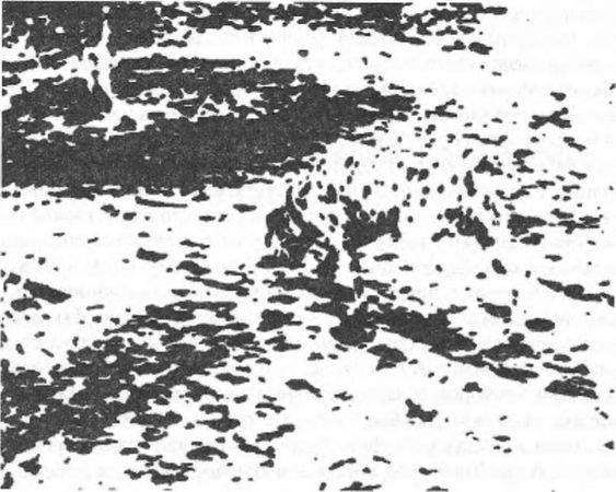 Дэвид Майерс - Интуиция