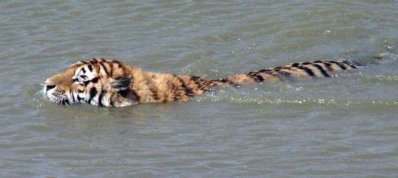 Михаил Кречмар - Полосатая кошка, пятнистая кошка