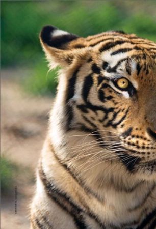 Михаил Кречмар - Полосатая кошка, пятнистая кошка