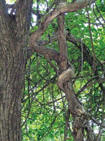 Михаил Кречмар - Полосатая кошка, пятнистая кошка